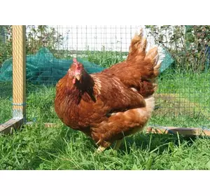 Кури, курчата мясо-яєчної підрощенні та одноденні породи Редбро