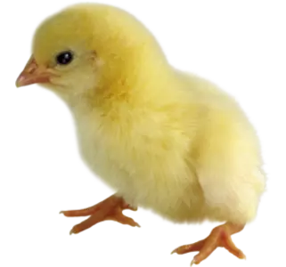 Добові курчата Добові курчата