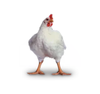 Кури мясних порід