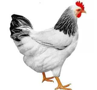 Кури мясо-яєчних порід Кури мясо-яєчних порід
