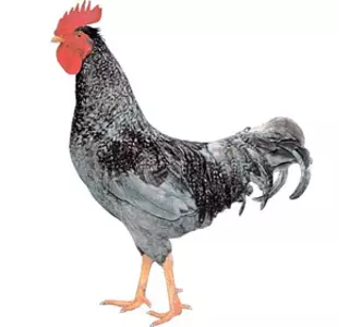 Кури яєчних порід