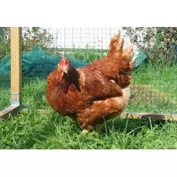 Кури, курчата мясо-яєчної підрощенні та одноденні породи Редбро