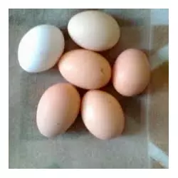 Інкубаційне яйце (кросу) курочки Домінант, Легорн, мясояїчка, Мастер, Голошийка, Редбро