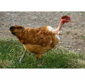 Кури, курчата мясо-яєчної породи підрощенні та одноденні Іспанка-голошийка